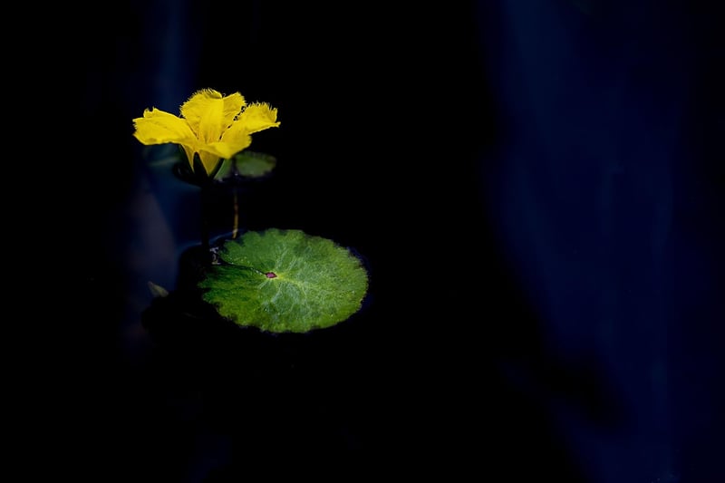 Breathwork Image